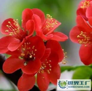 基地直銷優質花卉苗木 西府海棠、帖梗海棠與紅寶石海棠